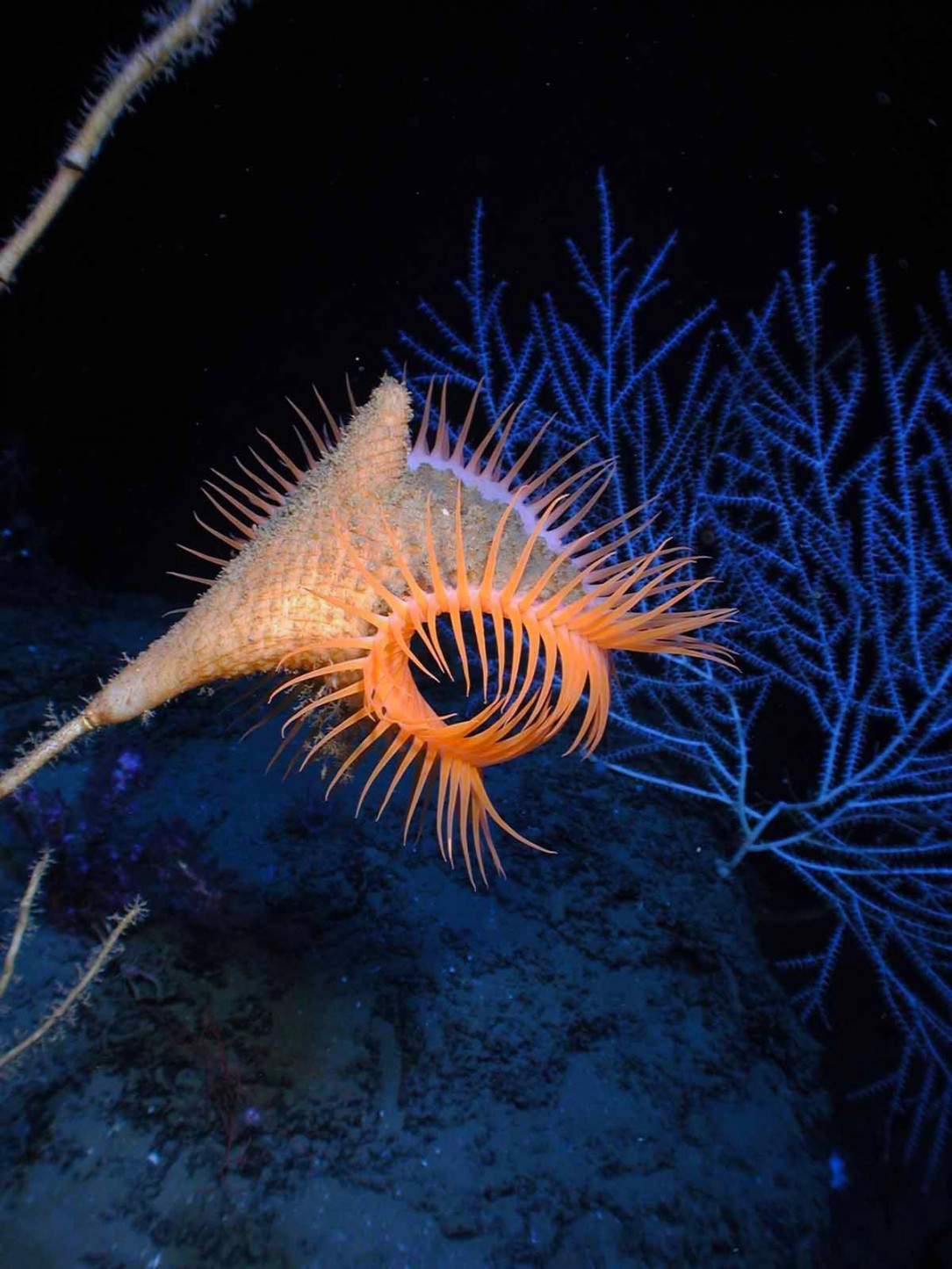 The unique and bright venus flytrap anemone