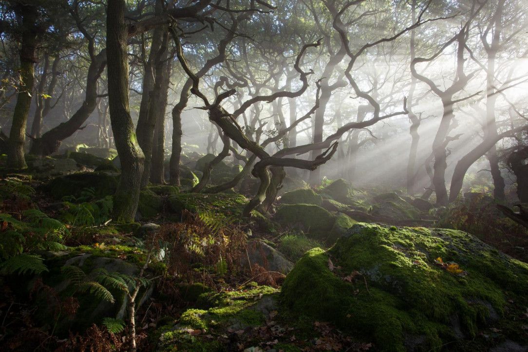 Light in the wild woodland
