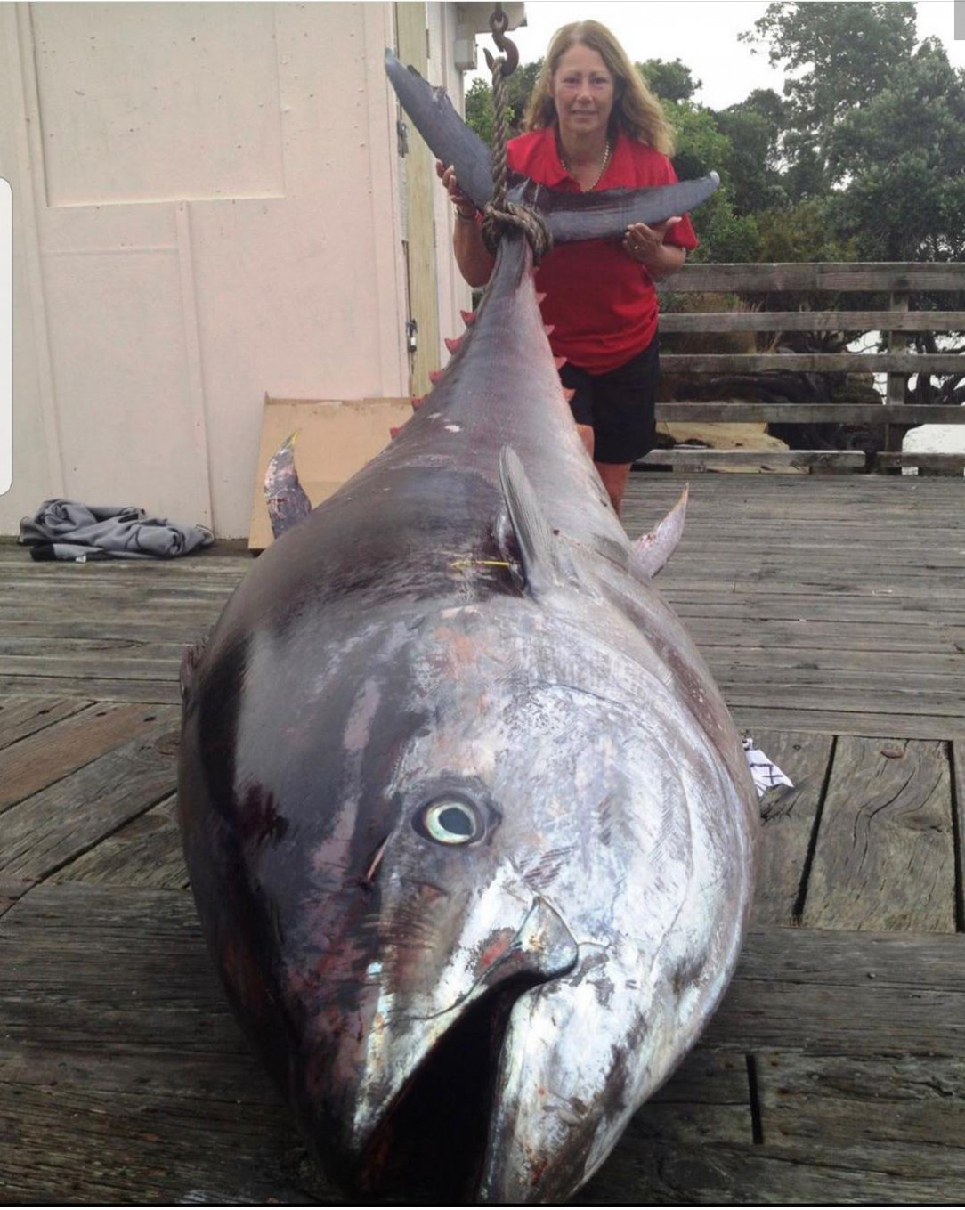 This massive tuna