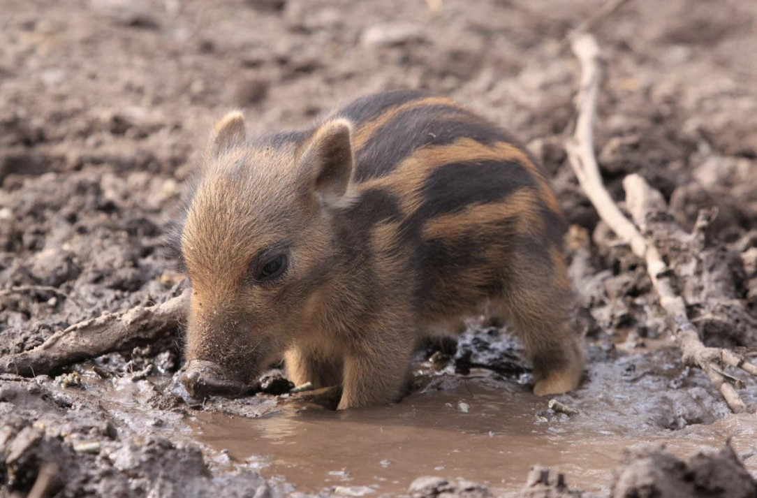 A baby warthog 💓