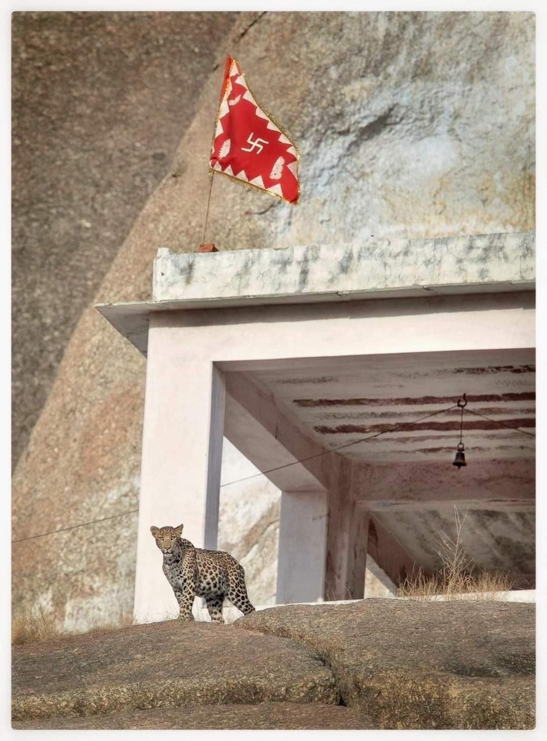 Leopard in a temple, Jawai, Rajasthan, India