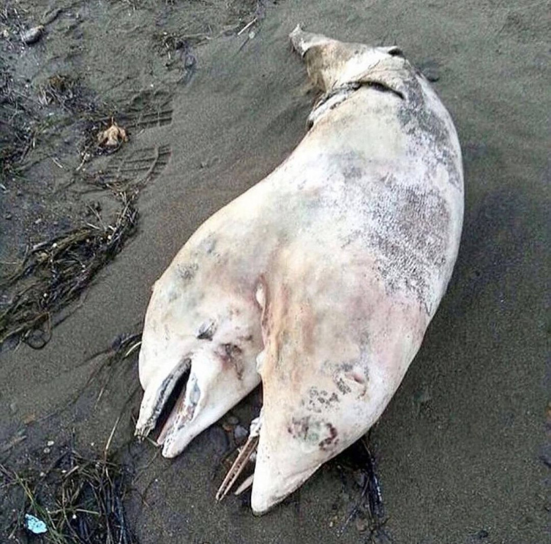 Two Headed Dolphin washed up in a Turkish shoreline