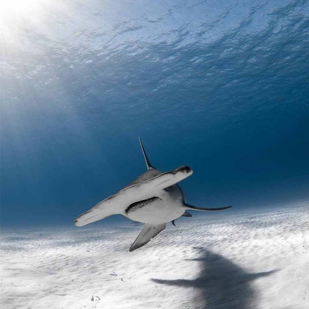 Great hammerhead sharks can reach lengths of over 6 meters (20ft)