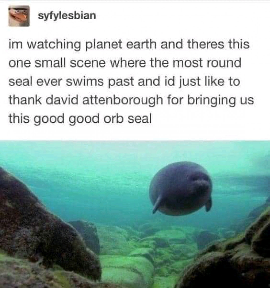 Thank you David Attenborough