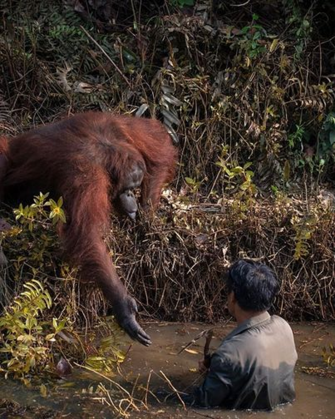 The incredible photo captures an orangutan who reached out to help a conservationist who appeared to be stuck in a river 🥰