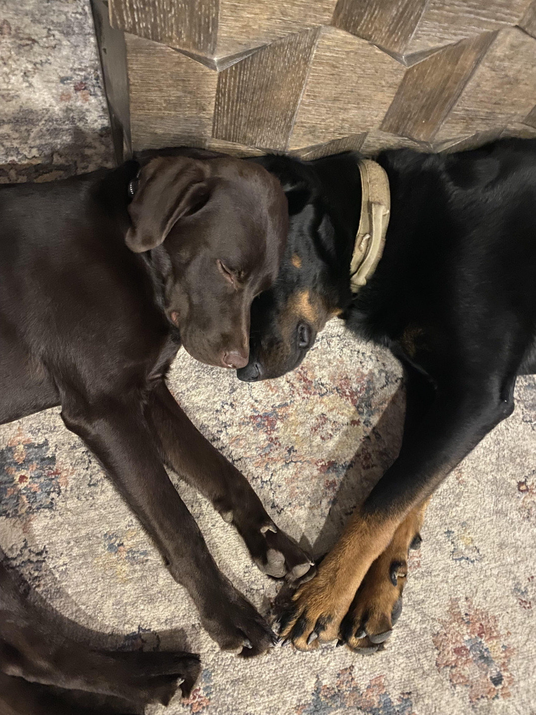 So this is love. Their paws and snoots make a heart shape together