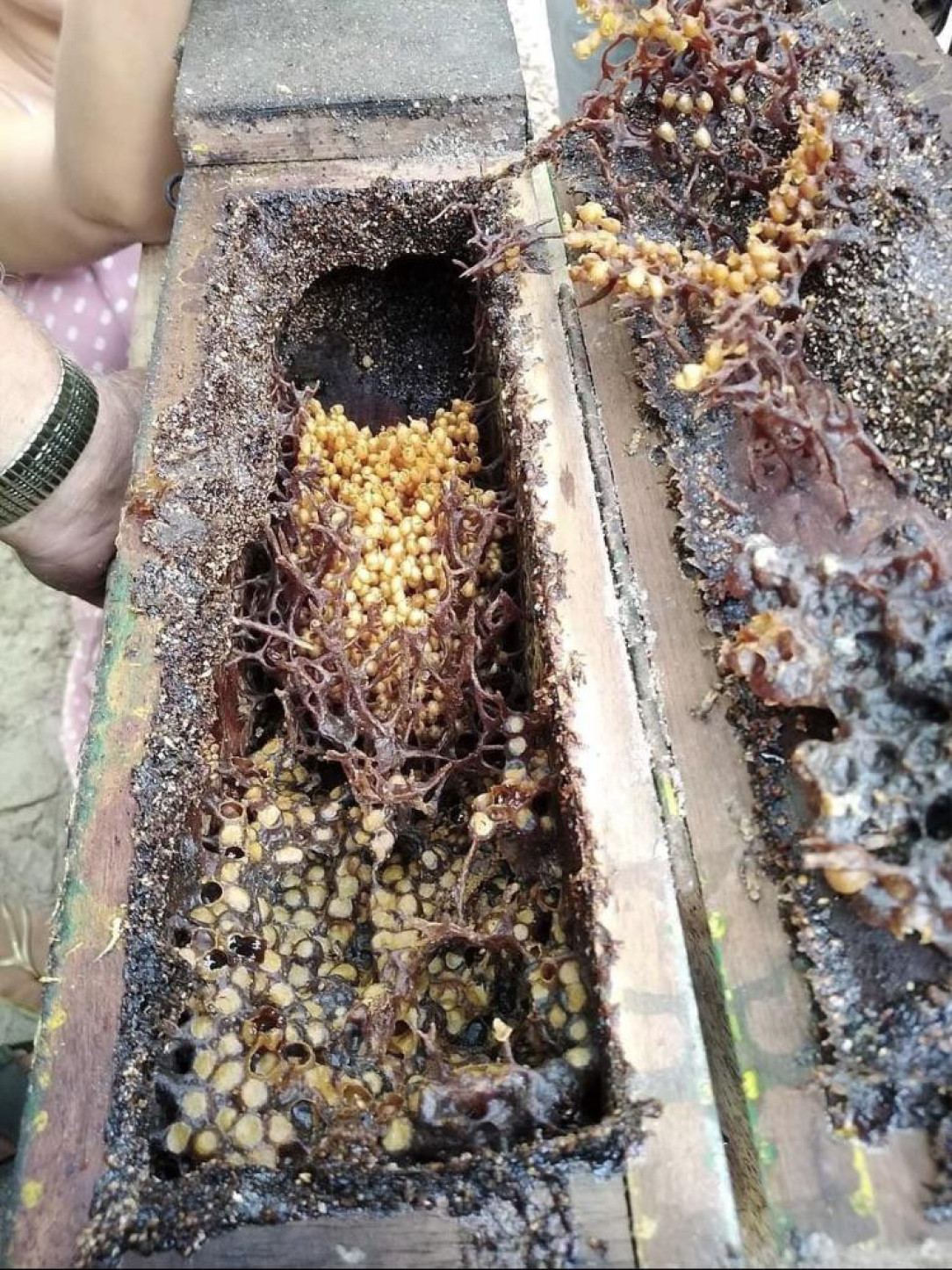 Vulture bees feed on rotting meat instead of nectar and their honey is called meat honey. This is their hive. Would you try some?