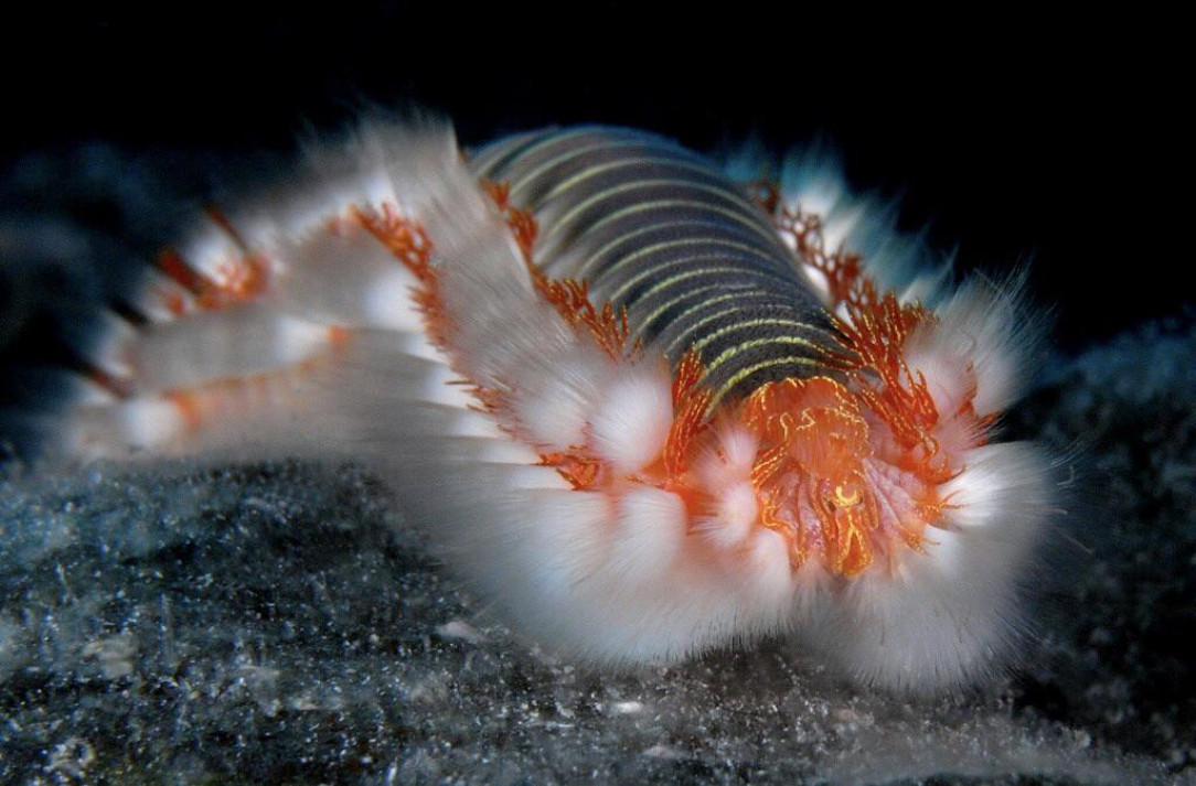 The Bearded Fireworm is named after its bright appearance as well as its venomous bristles that inflict a burning sensation