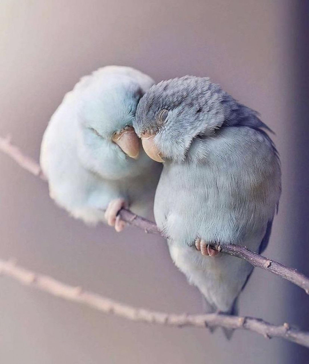 Beautiful inseparable bird 🥰