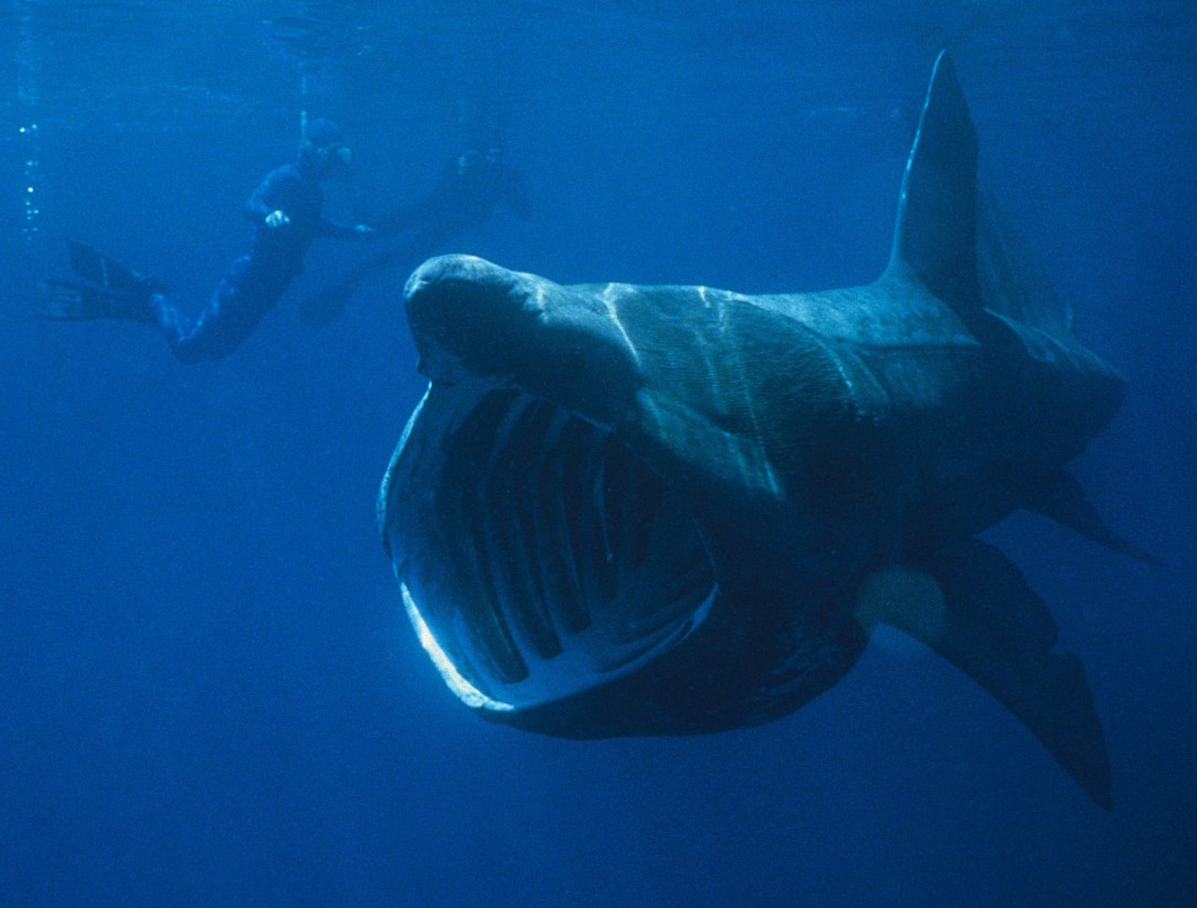 Basking sharks give me the creeps