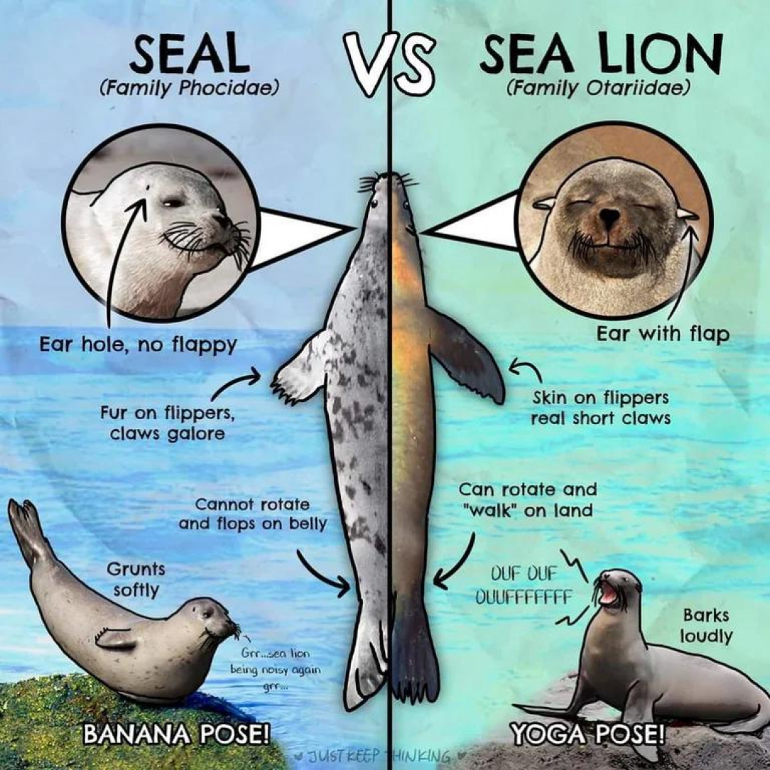 Seals vs Sea Lions