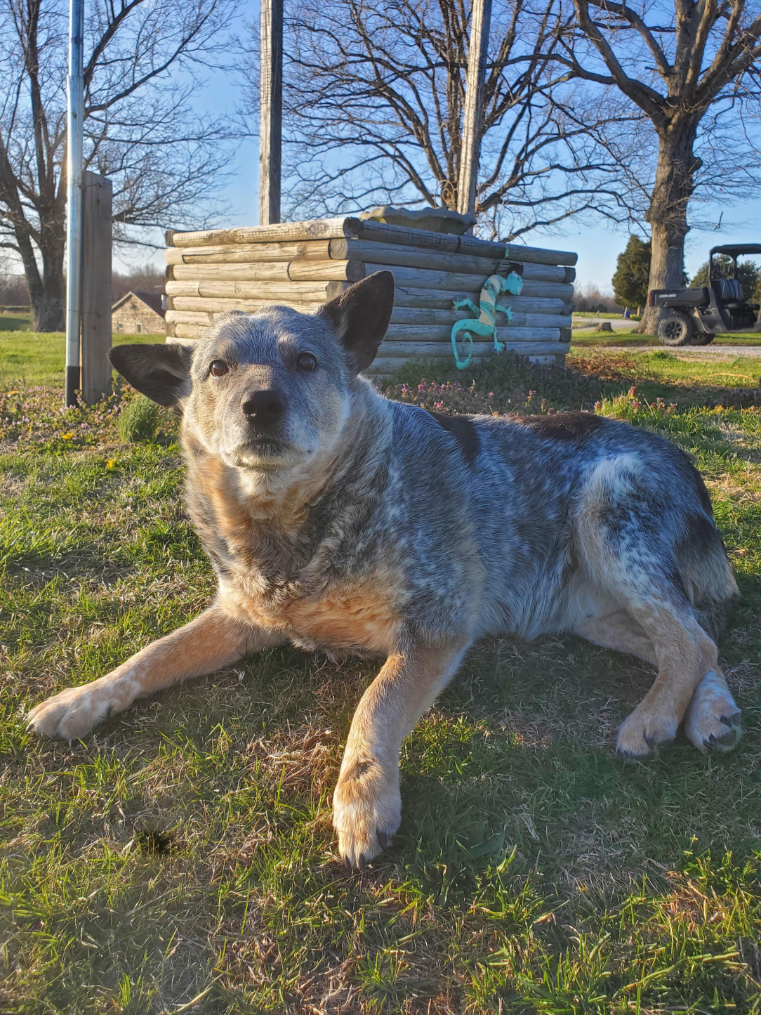 This is Tiger. Today he turns 15