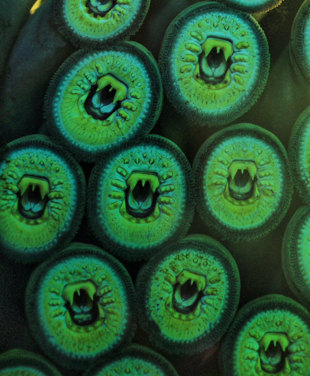 Lampreys