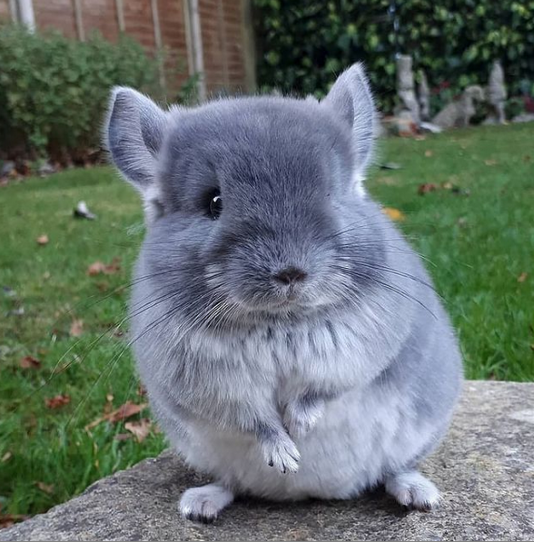 Baby chinchillas are the cutest