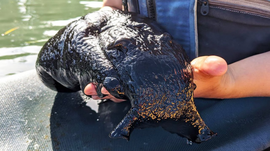 A huge and goopy black sea hare, the largest species of slug in the world. It was immediately and gently put back in the ocean