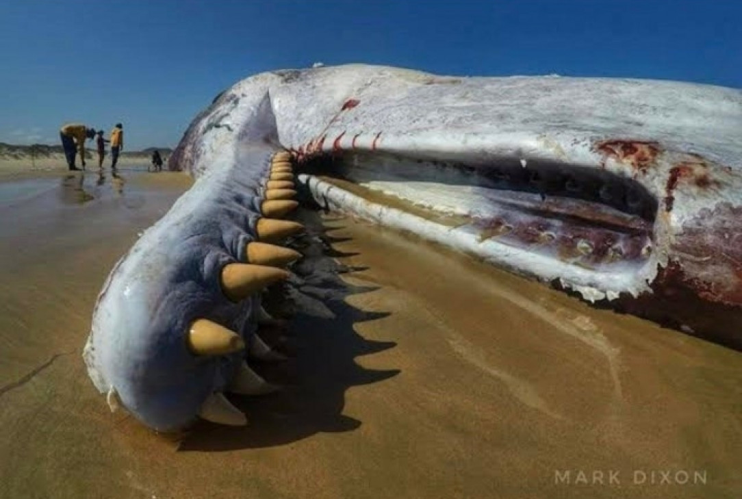 Those teeth of the sperm whale