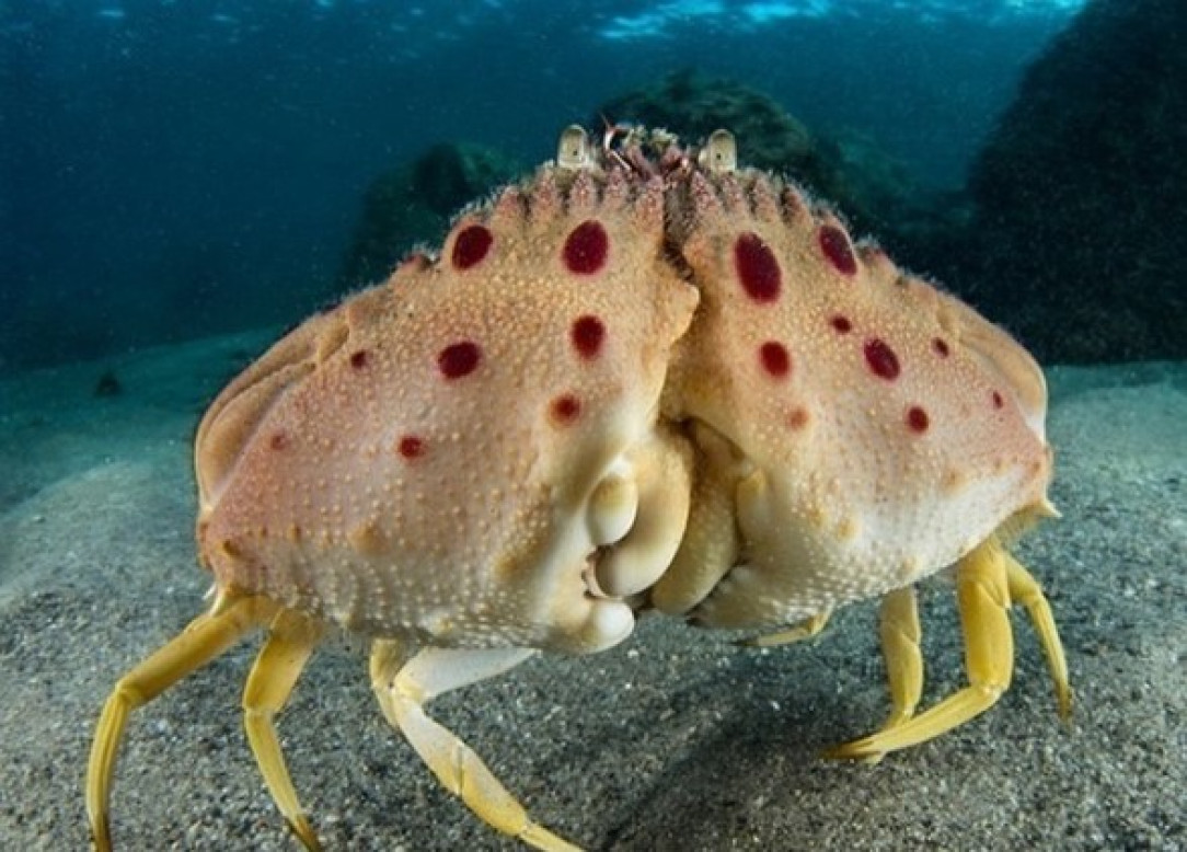 A shame-faced crab on the ocean floor (Calappa granulata)⁠ 🦀