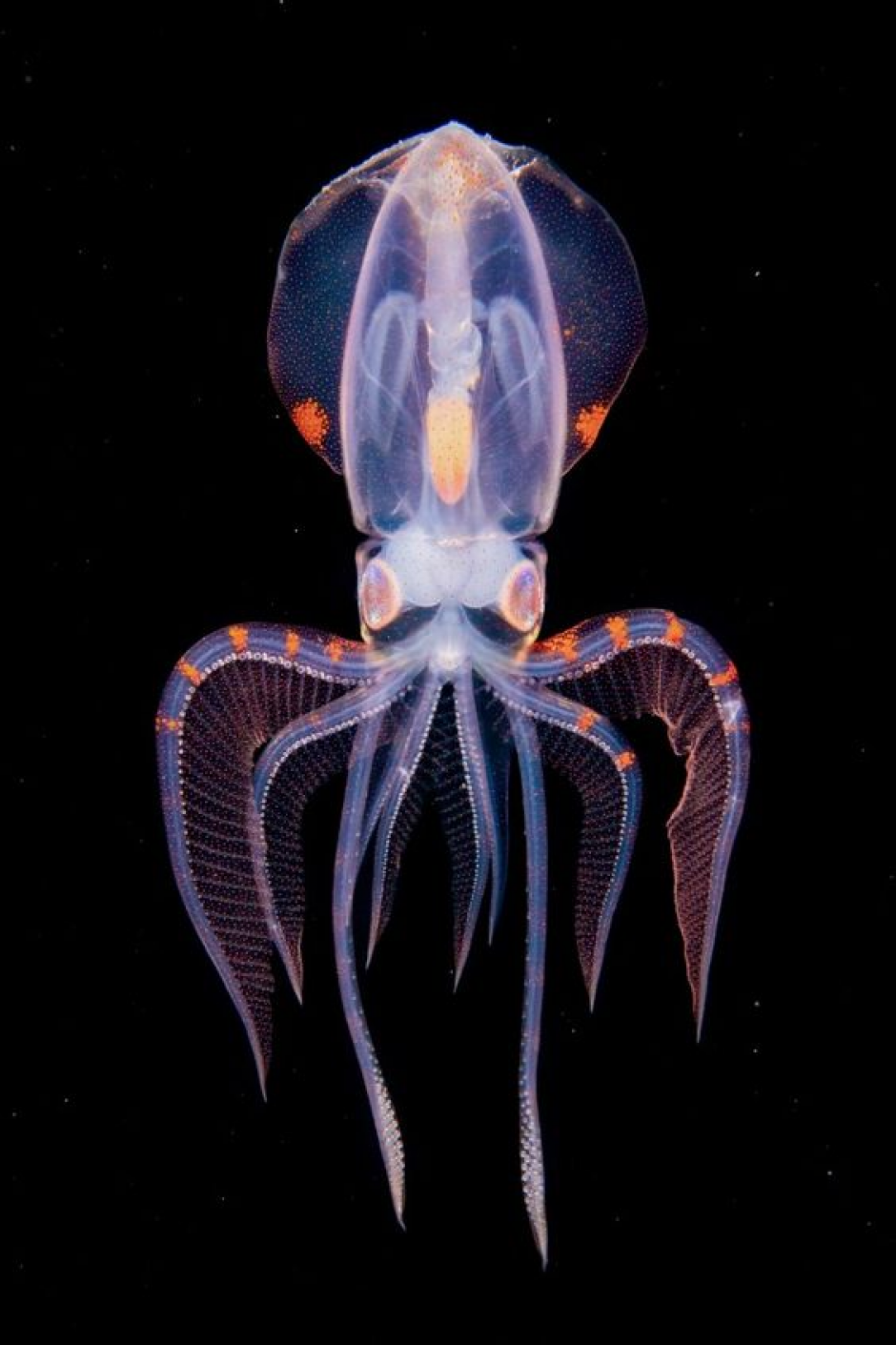 Rare Octopus With Completely Transparent Head