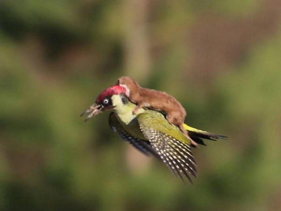 This weasel riding a woodpecker mid-flight