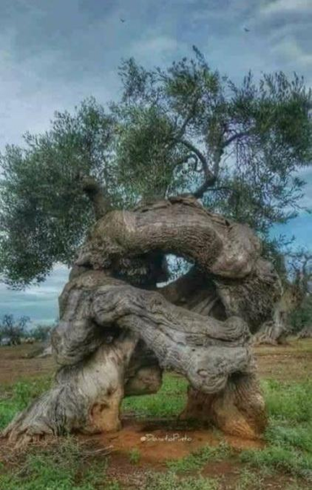 These trees seem to be engaged in a decades-long, slow-motion battle