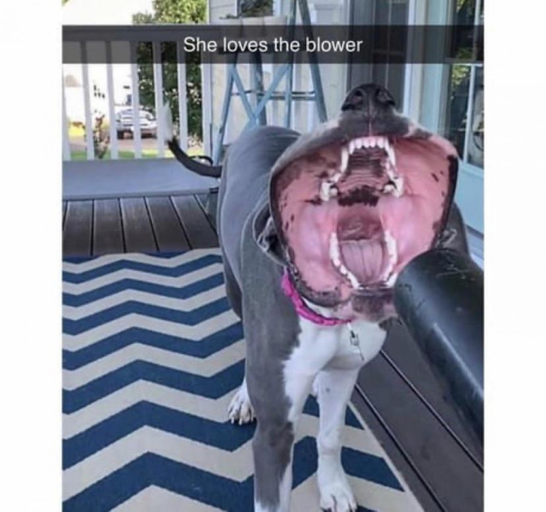 Dog mouth under leaf blower