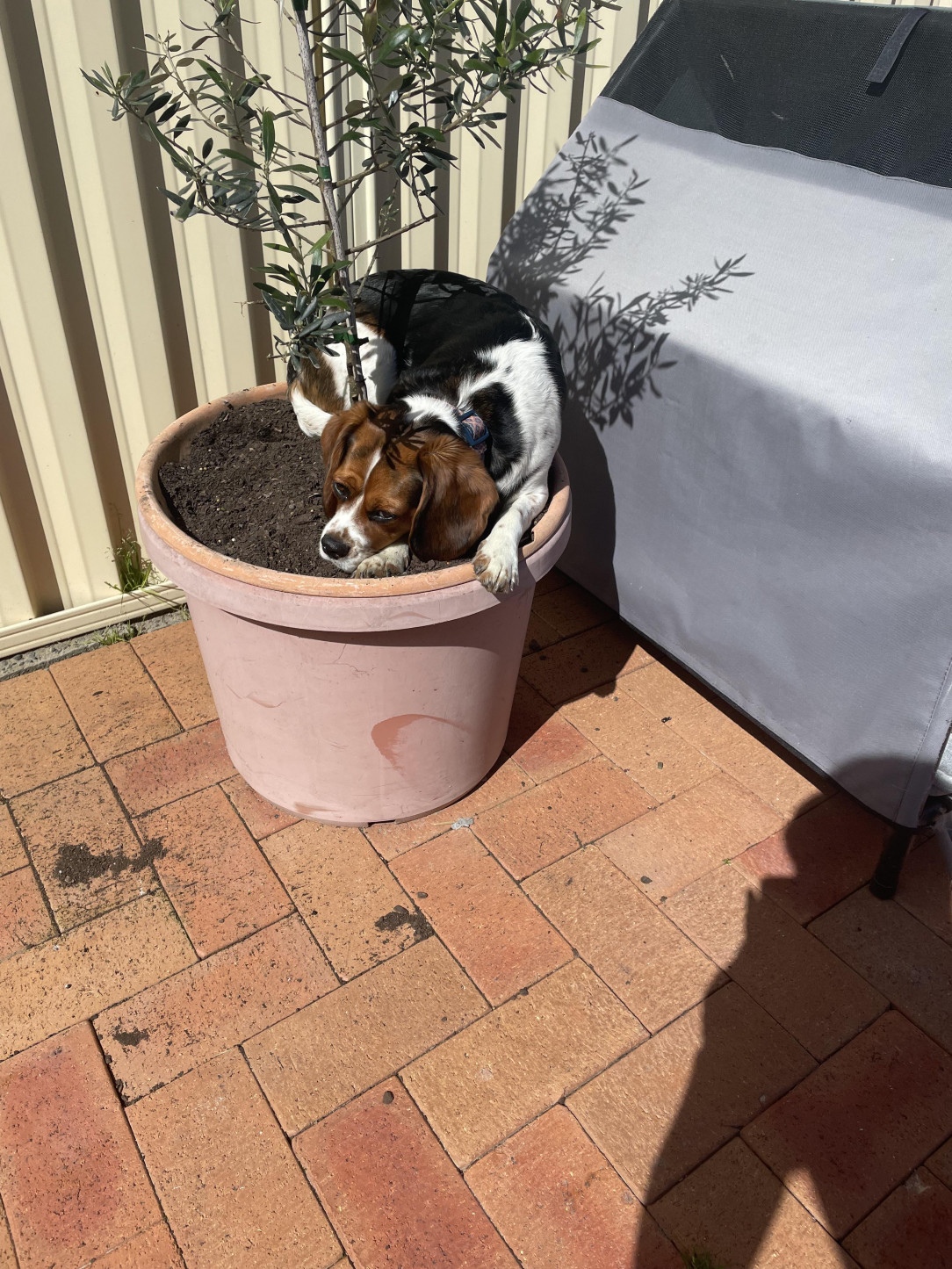 She has several beds but this is better apparently