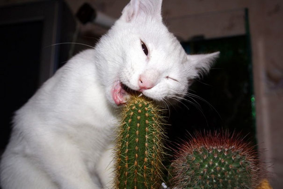 He loves to eat cactus &amp;lt; 3
