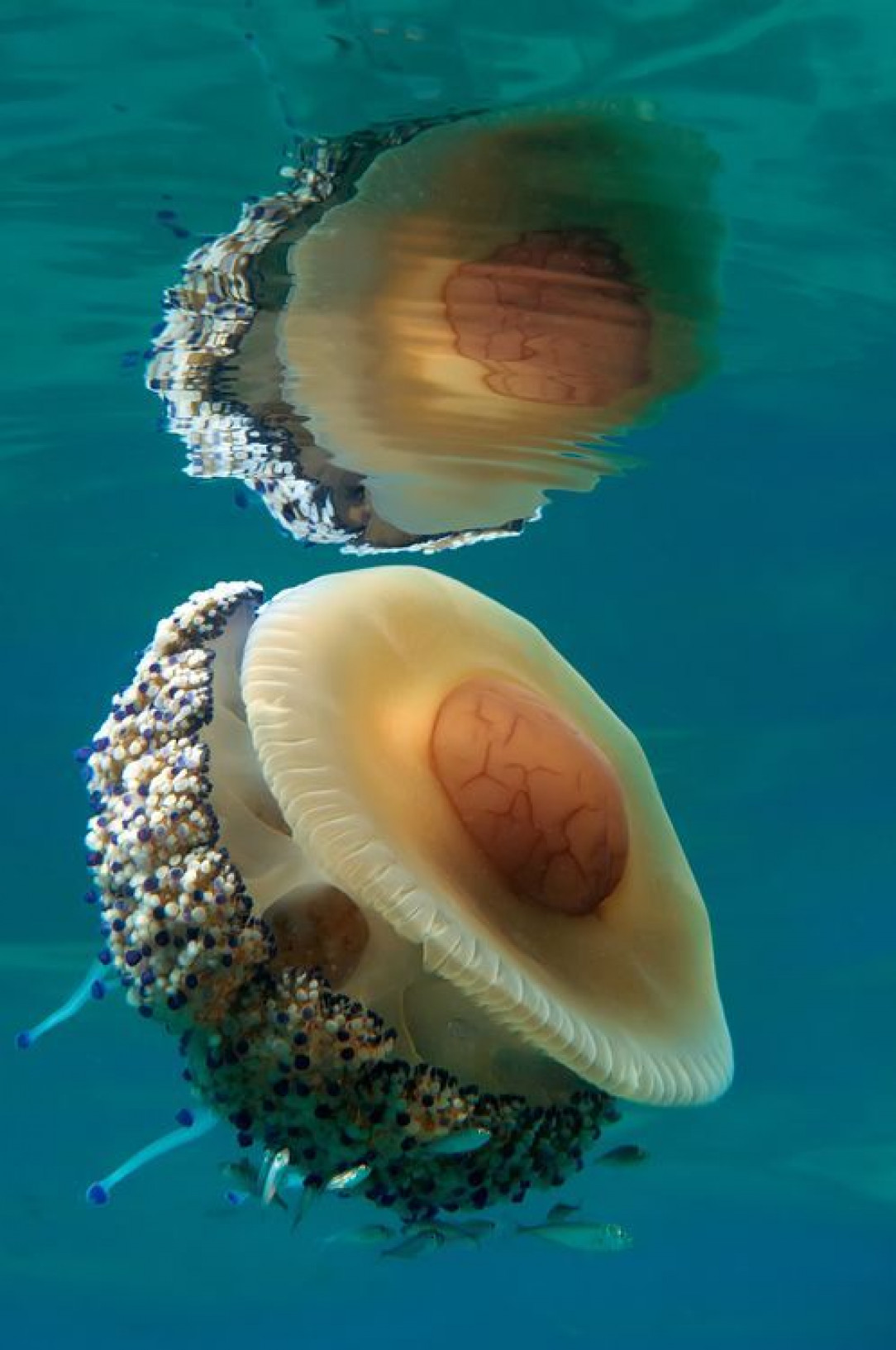 Mediterranean jelly or fried jellyfish, Adriatic, Croatia