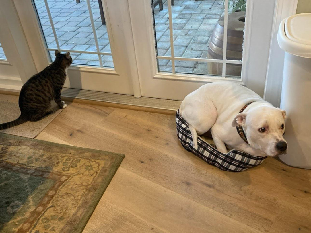 Poor Juno. The cat claimed her fluffy new Christmas bed, so Juno ended up in the old cat bed 🐈 💓