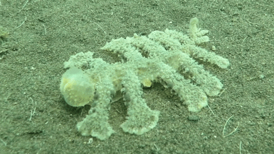 Nudibranch taking a bite