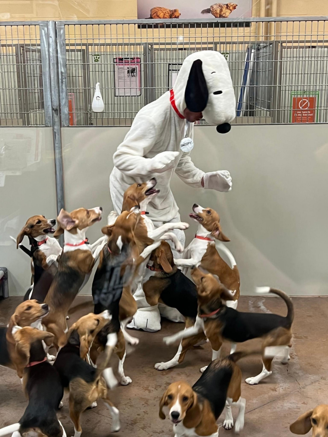 Beagle puppies rescued from a medical testing facility got to meet Snoopy 🐶