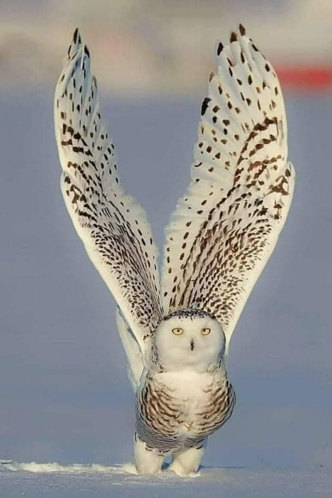 Owl pre flight