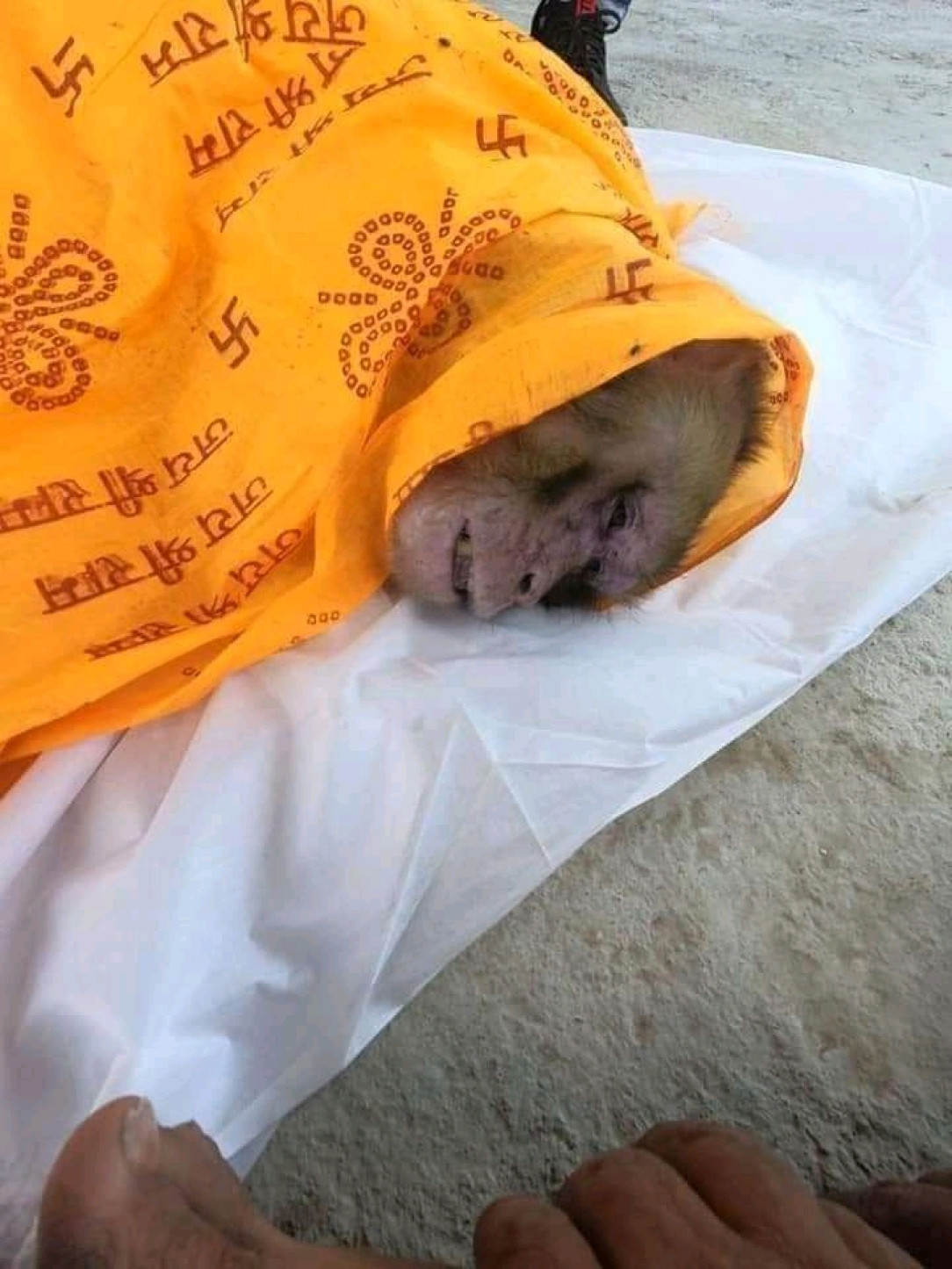 This monkey passed away in a village of Ayodhya, the villagers did his last rite as one of their own 🐵