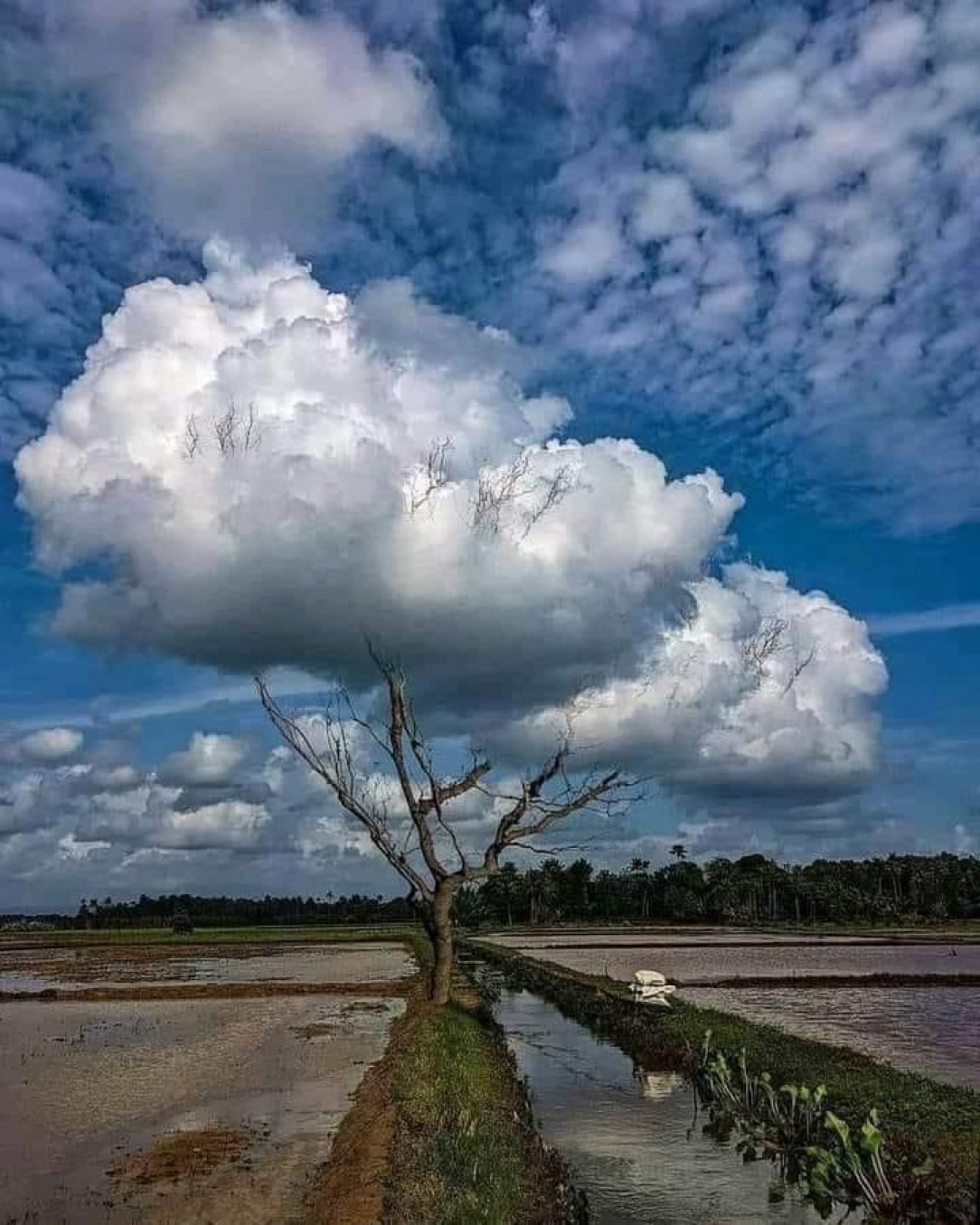 Beautiful cloud tree