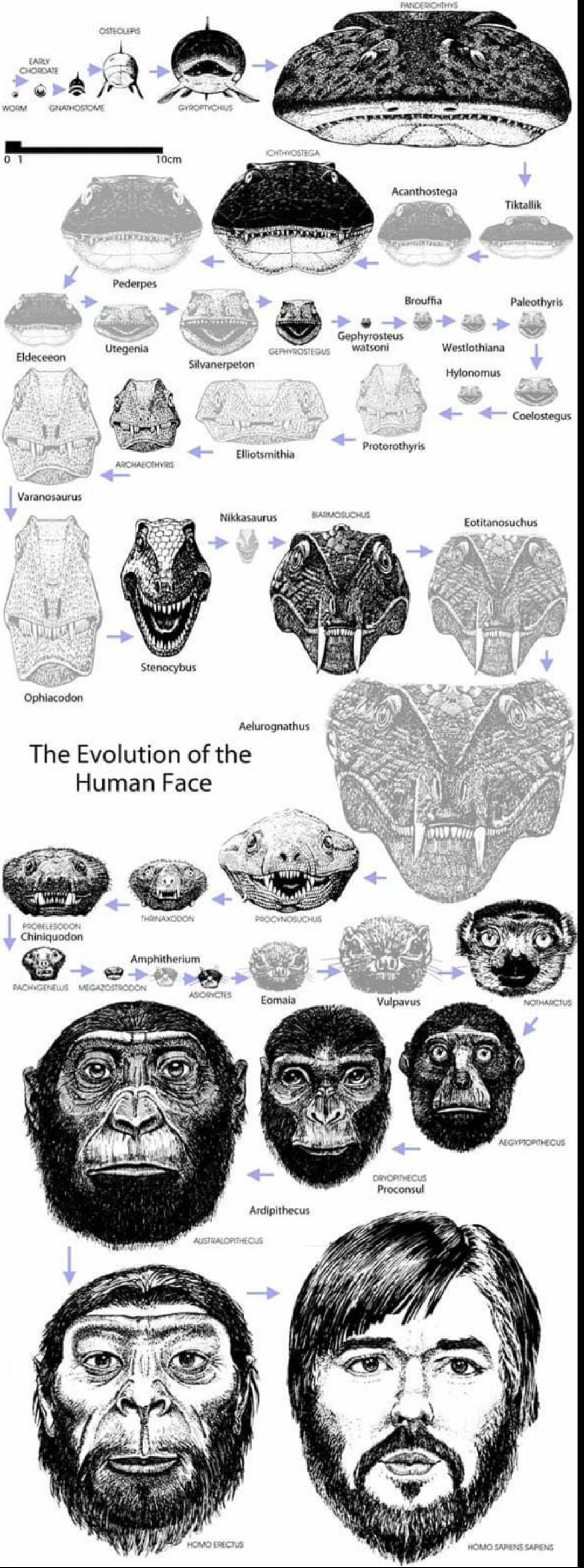 Theoretical evolution of the human face