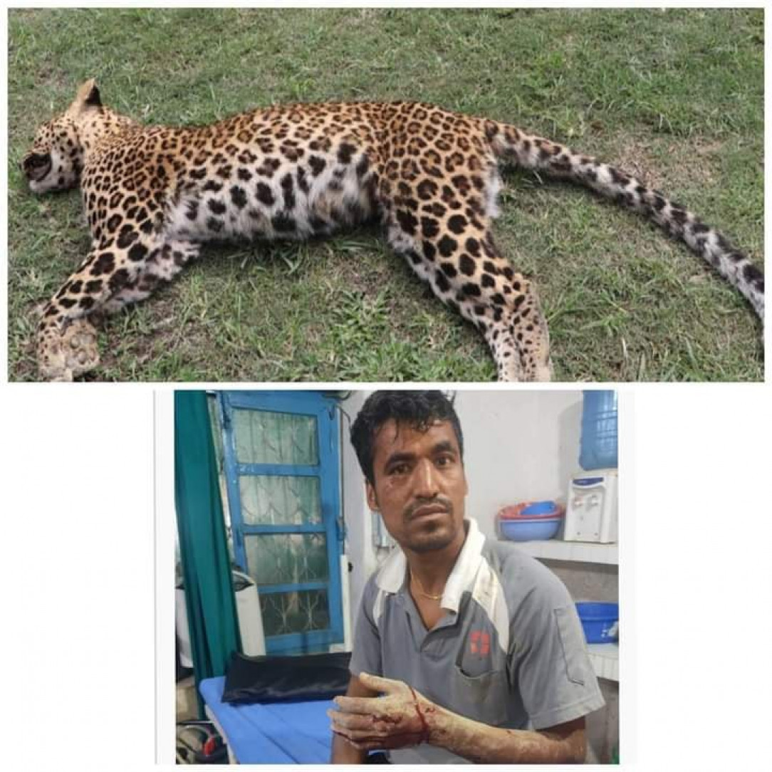 Farmer in Nepal, Gulmi killed a leopard with his bare hands. Not bear hands