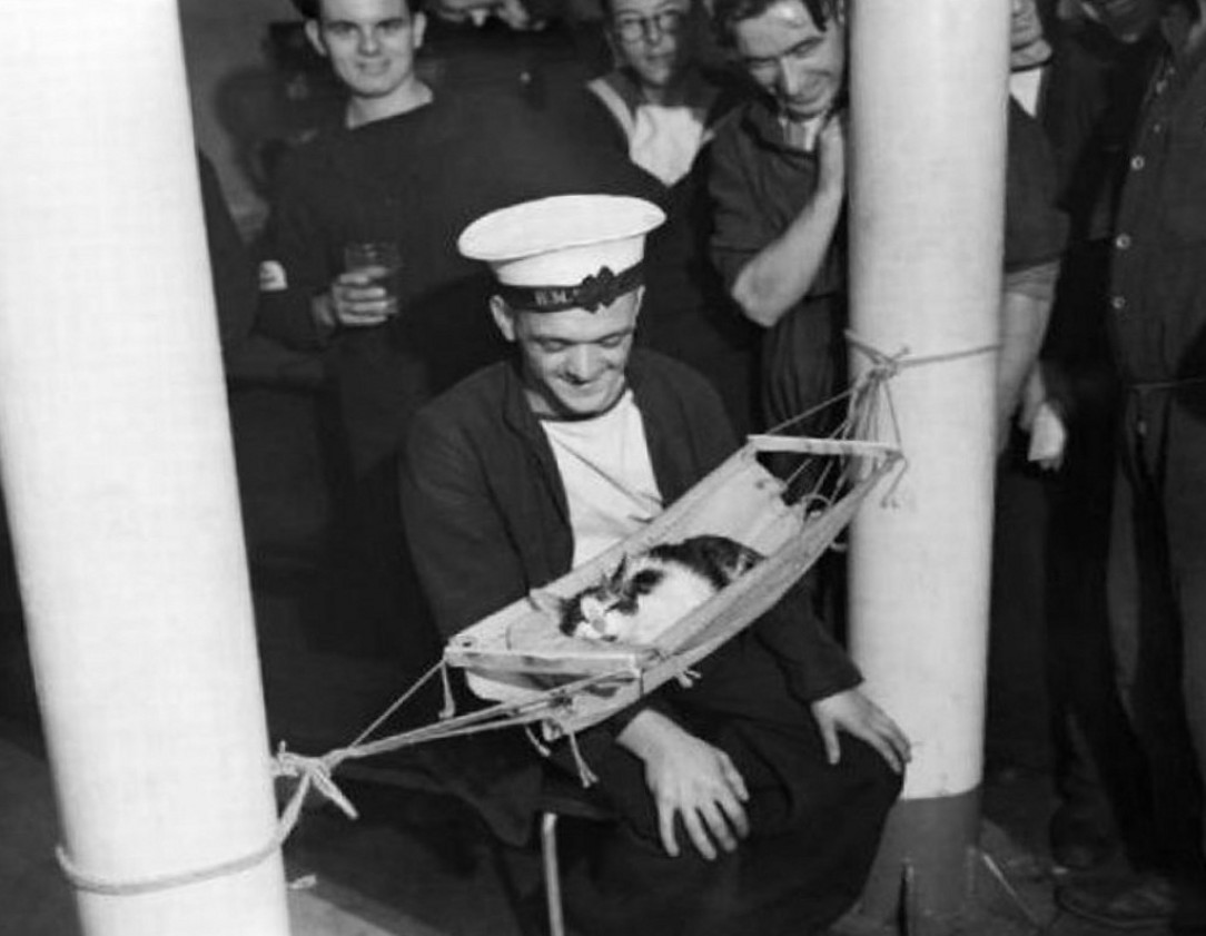 The sailors of the HMS Hermoine built a hammock for their ships cat &#039;Convoy&#039; 🐱 😻