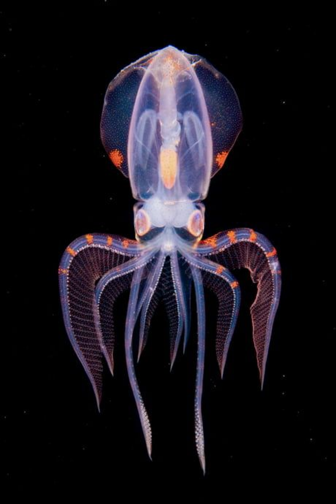 Diamond squid at a depth of 180 meters