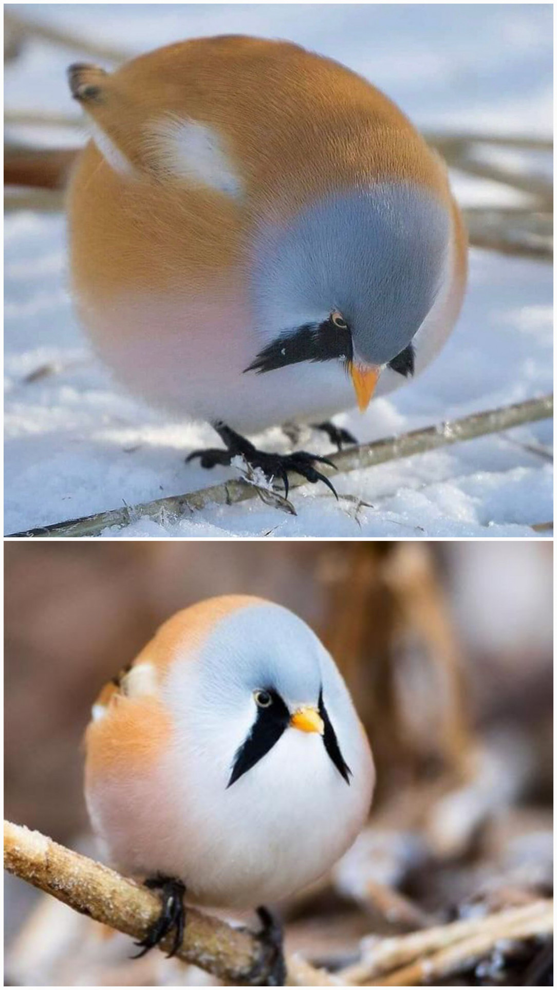 This is the bearded reedling. Isn&#039;t it the cutest roundest bird ever