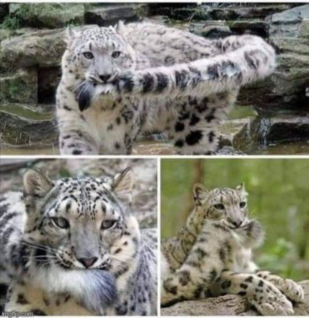 Beautiful snow leopard 😮