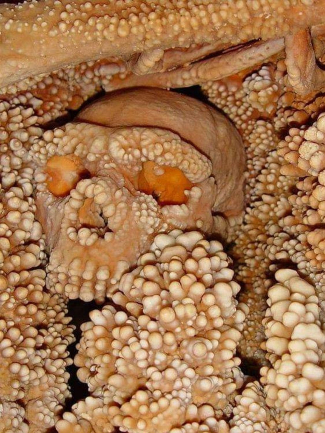 Human skull being absorbed by limestone