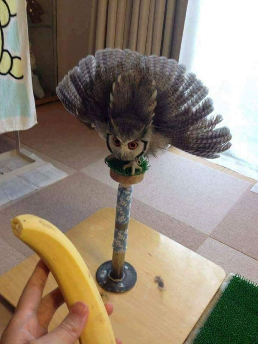 Owls do not like bananas