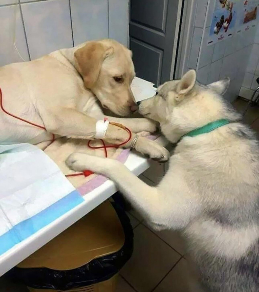 This Veterinarian Has A Comfort-Dog Assistant That Helps Sick Patients Know That Everything Will Be Alright