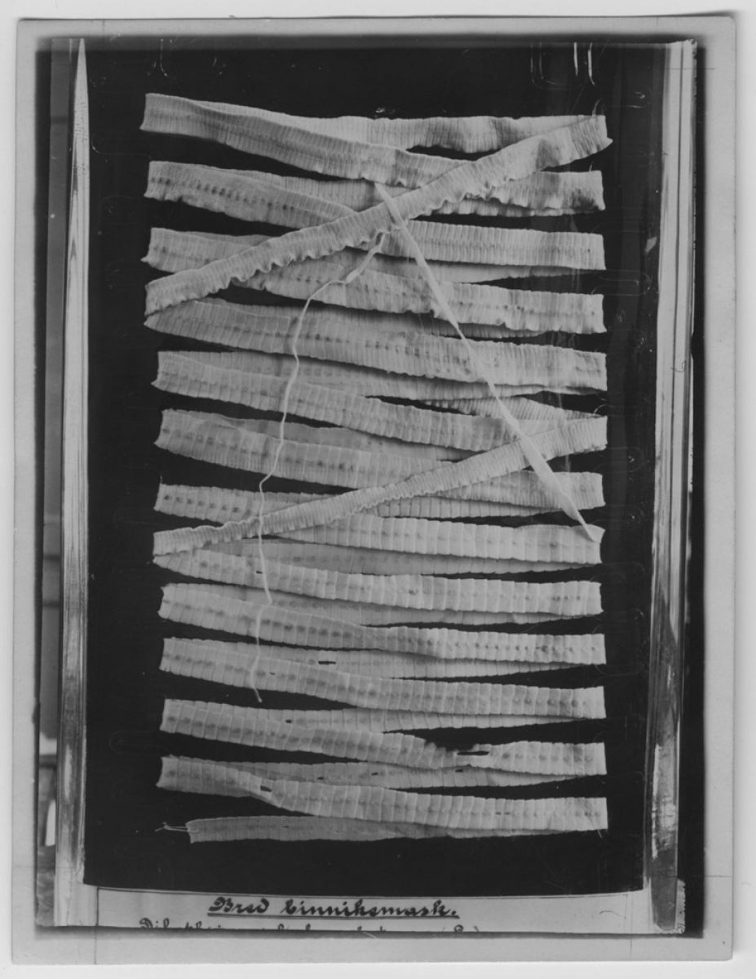 Tapeworm from a human - 382 cm (12.5 ft) long