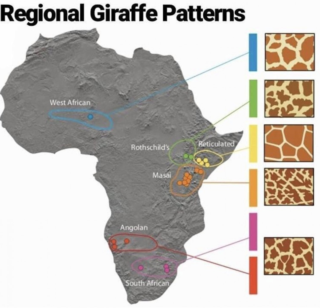 Never noticed giraffes had different patterns