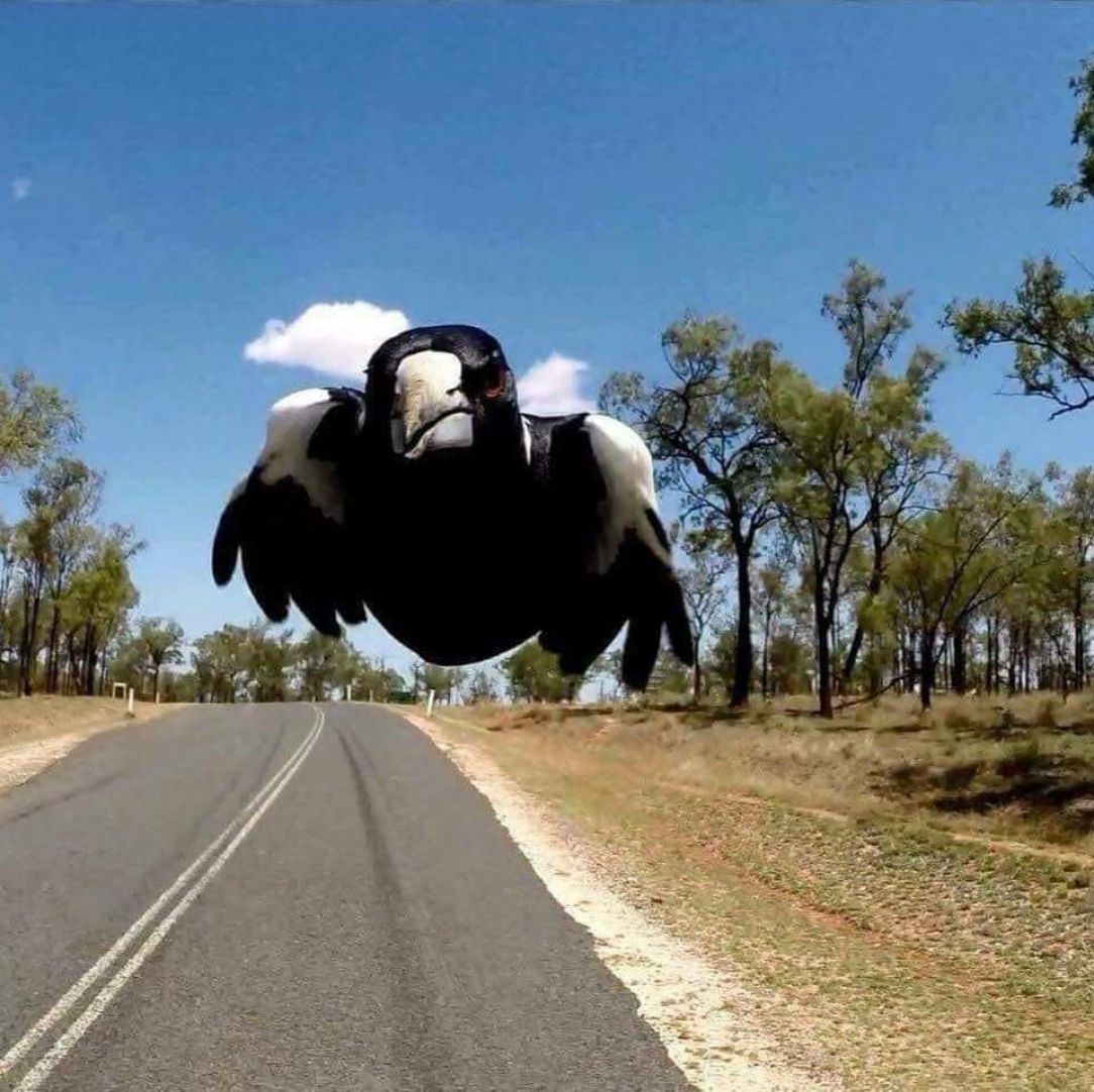 Magpie Attacking Rider From Rear. Taken with a rear facing camera on a bike helmet Photo credit: Monique Newton