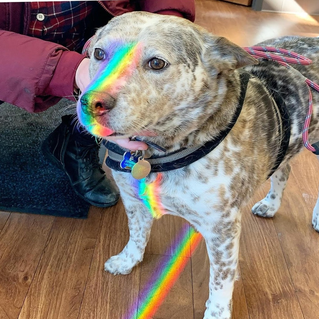 Bifrost Blep