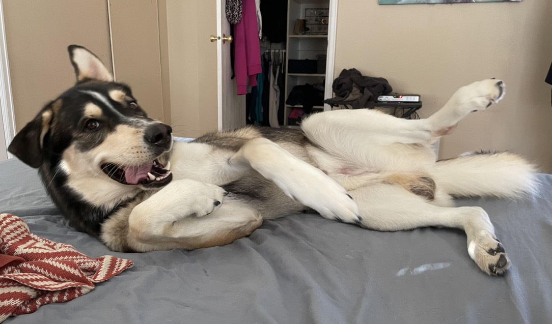 This hairy beast showing how much he loves rolling around on the bed