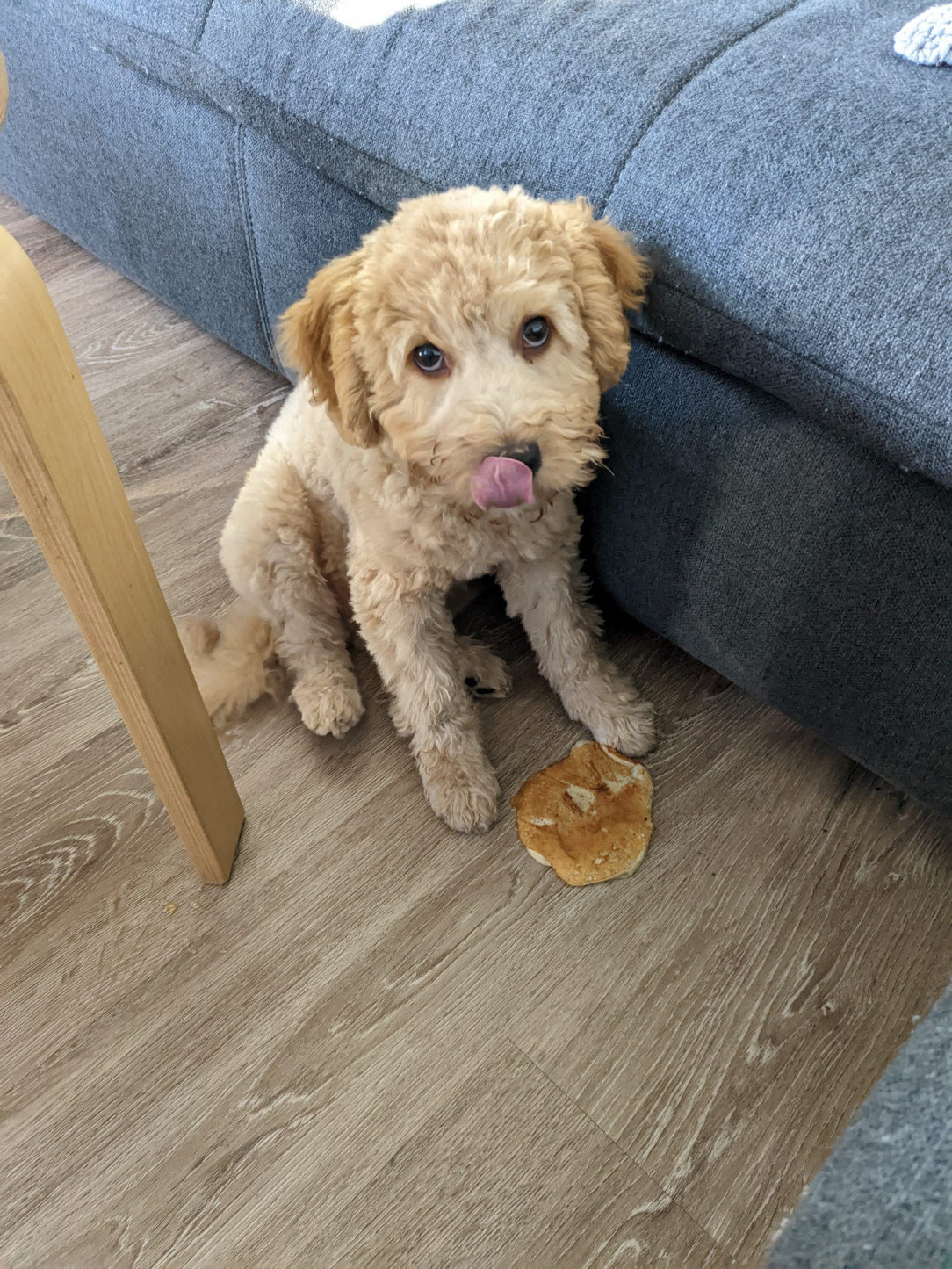 Was left alone for 3 seconds and stole a pancake off the table. No regrets