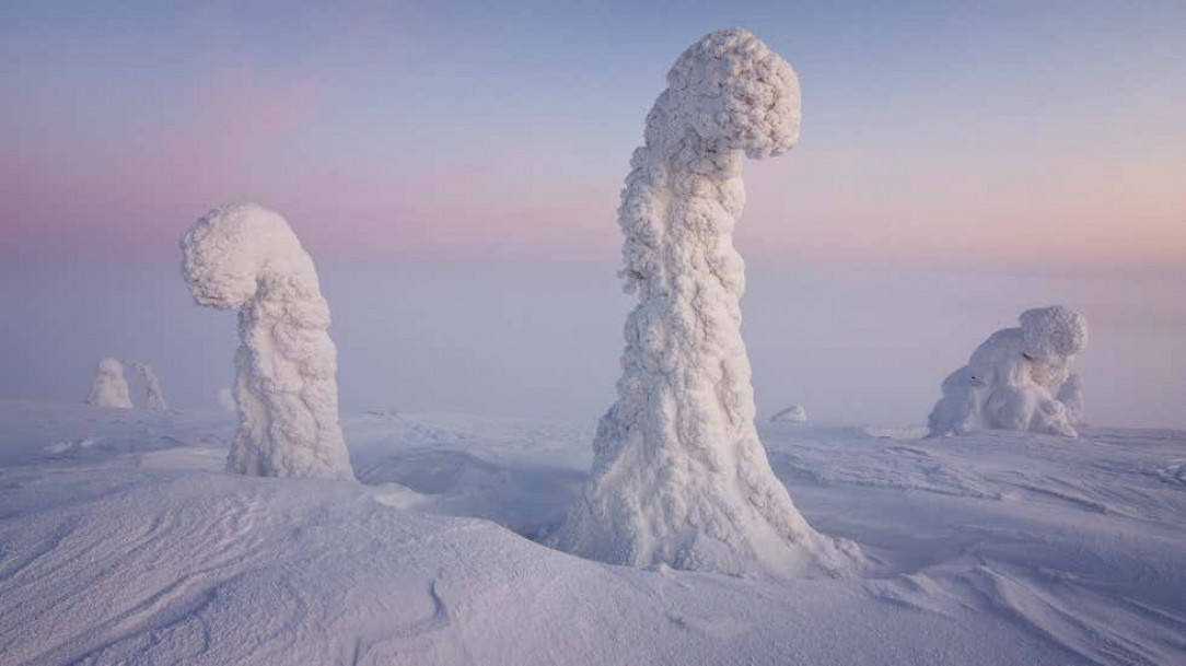 Snow-covered trees near the Arctic Circle